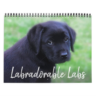 Calendrier Laboratoires - Black Labrador Retriever