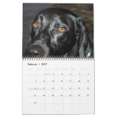 Calendrier Labrador & Golden Calendar (Feb 2027)
