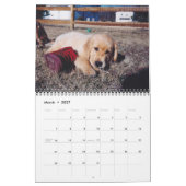 Calendrier Labrador & Golden Calendar (Mar 2027)