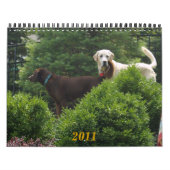 Calendrier Labrador & Golden Calendar (Protection)