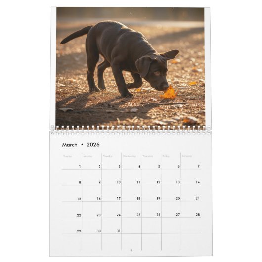 Calendrier Labrador Love Calendar (Mar 2026)