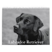 Calendrier Labrador Retriever (Protection)