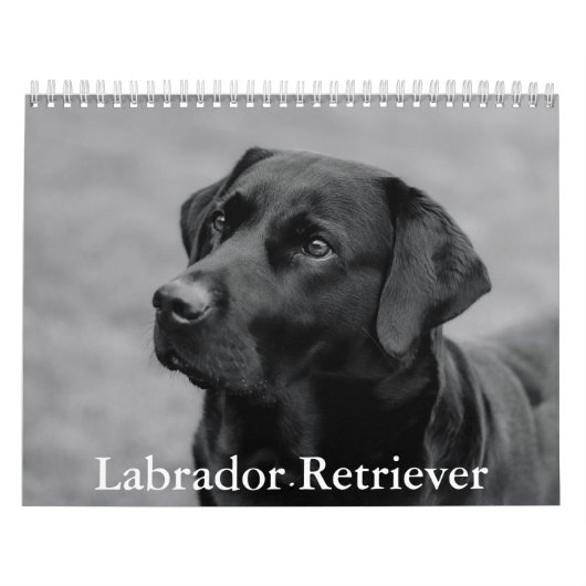 Calendrier Labrador Retriever (Protection)