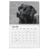 Calendrier Labrador Retriever (Jan 2026)