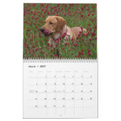 Calendrier Labrador Retriever jaune Chien mignon (Mar 2027)