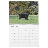 Calendrier Labrador Retriever Puppies (Mar 2026)
