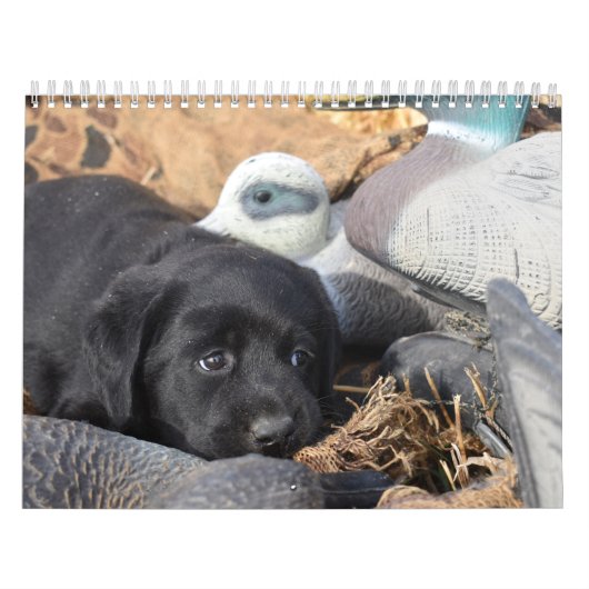 Calendrier Labrador Retriever Puppies (Protection)