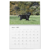 Calendrier Labrador Retriever Puppies (Mar 2027)