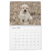 Calendrier Labrador Retriever Puppies (Jan 2027)