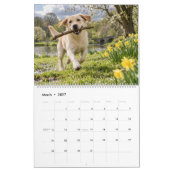 Calendrier Labradors à travers les saisons (Mar 2027)