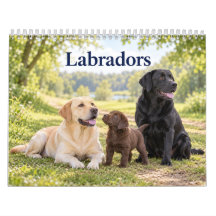 Labradors et chiots Labradors