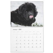 Calendrier Langue de chien lointaine (Jan 2027)