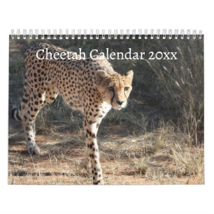 Calendrier Le Cheetah (Acinonyx Jubatus)