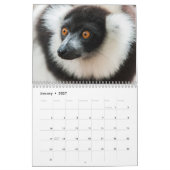 Calendrier Lemurs 2025 (Jan 2027)
