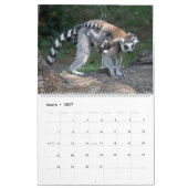 Calendrier Lémurs à queue ronde 2025 (Mar 2027)