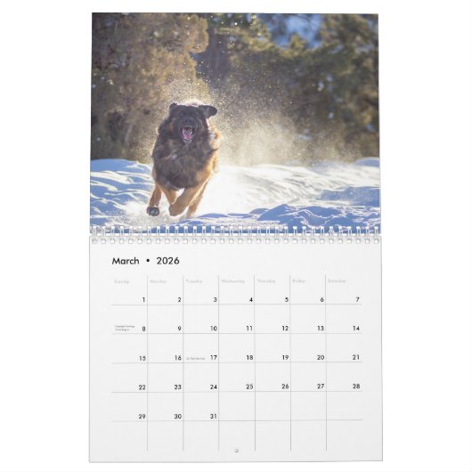 Calendrier Leonberger Joy (Mar 2026)