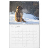 Calendrier Leonberger Joy (Feb 2026)