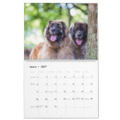 Calendrier Leonbergers (Mar 2027)