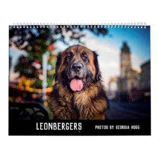 Calendrier Leonbergers