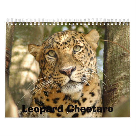 Calendrier LeopardCheetaro013, léopard Cheetaro (Protection)
