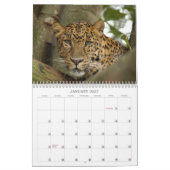 Calendrier LeopardCheetaro013, léopard Cheetaro (Jan 2027)