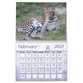 Calendrier LeopardSundari_010, léopard (Feb 2027)