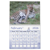 Calendrier LeopardSundari_010, léopard (Feb 2026)