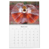 Calendrier Les 12 animaux les plus curieux de la planète (Mar 2027)