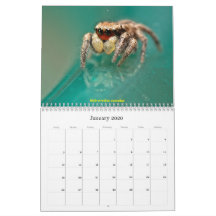 Les araignées les plus folles