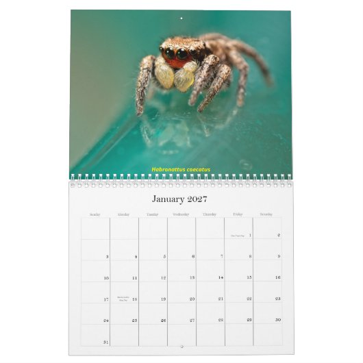 Calendrier Les araignées les plus folles (Jan 2027)