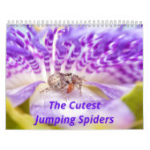 Calendrier Les araignées les plus folles (Protection)