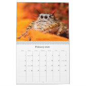 Calendrier Les araignées les plus folles (Feb 2026)