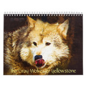 Calendrier Les loups gris de Yellowstone (Protection)