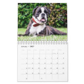 Calendrier Les Magnifiques Race Bully (Jan 2027)