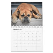 Calendrier Les Magnifiques Race Bully (Feb 2027)