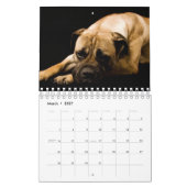 Calendrier Les Magnifiques Race Bully (Mar 2027)