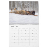 Calendrier Les meilleurs amis de Leonberger (Mar 2027)