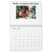 Calendrier Les orangs-outans ont secouru des orphelins (Jan 2027)