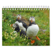 Calendrier Les Petits Oiseaux (Protection)