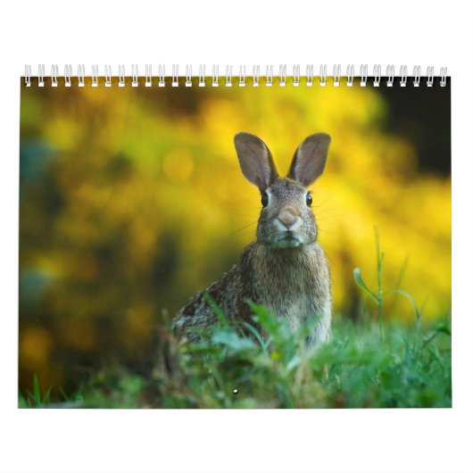 Calendrier Lièvre Lapin, Calendar Rabbit Hares (Protection)