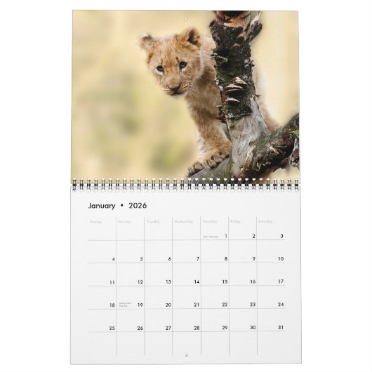 Calendrier Lions sauvages 2022 (Jan 2026)