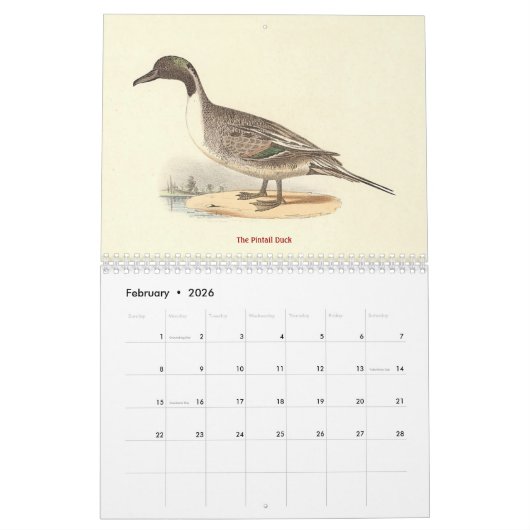 Calendrier Lithographies de canards - de Birds of New York - (Feb 2026)