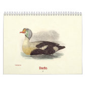 Calendrier Lithographies de canards - de Birds of New York - (Protection)