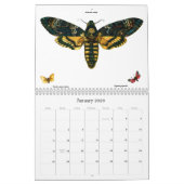 Calendrier Lithographies des papillons et des papillons (Jan 2026)