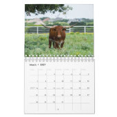Calendrier Longhorn Cattle Photography (Mar 2027)