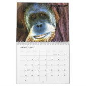 Calendrier l'orang-outan, SAUVENT L'ORANG-OUTAN (Jan 2027)