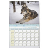 Calendrier Loup, Calendar Wolf (Feb 2026)