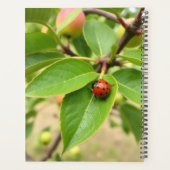 Calendrier Lucky Ladybug (Dos)