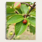 Calendrier Lucky Ladybug (Devant)