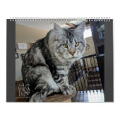 Calendrier M. Chiot-Chaussette Calendar (Protection)